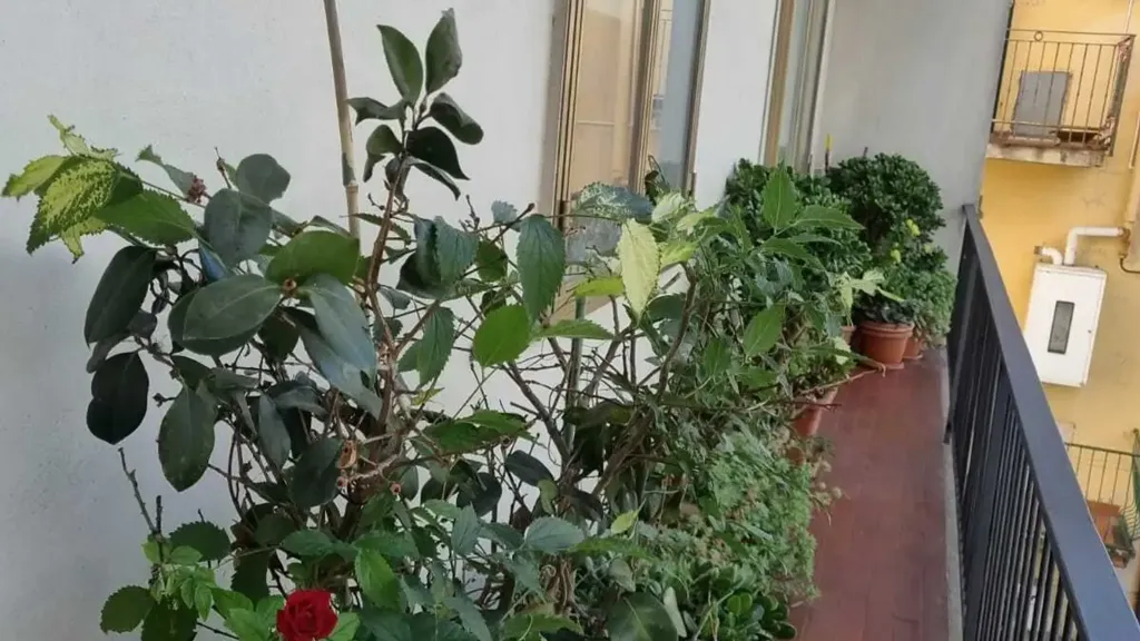 Rõdu - Apartment with Terraces in Prato