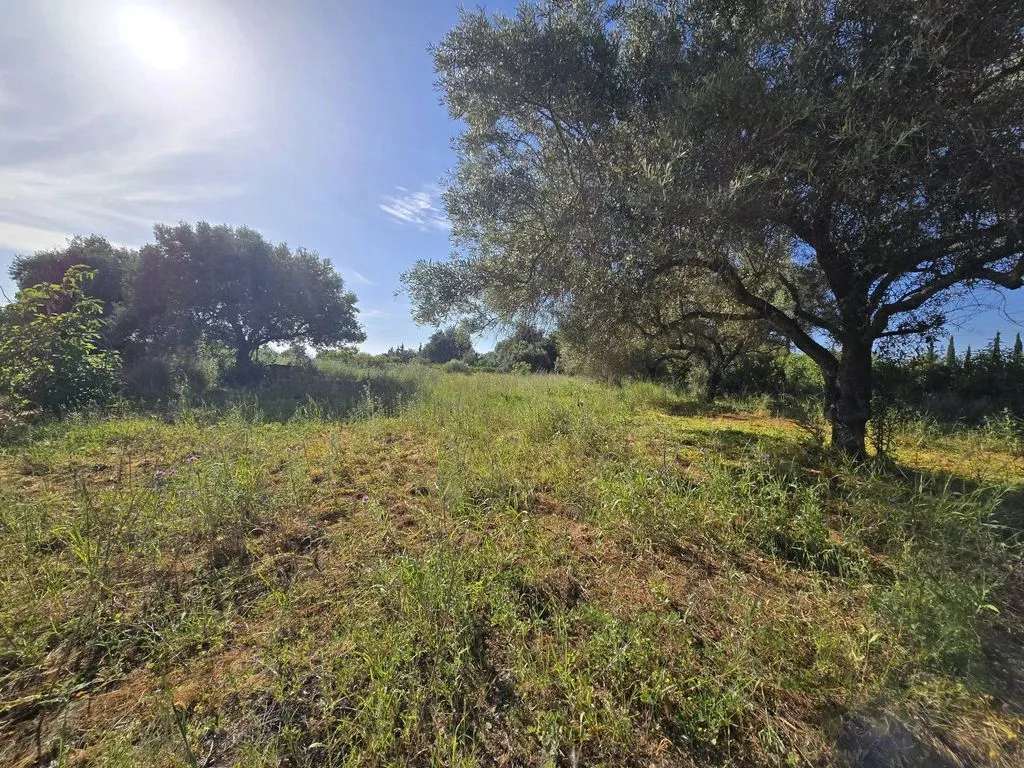 Jardin - Farmhouse with Fruit Trees near Tavira