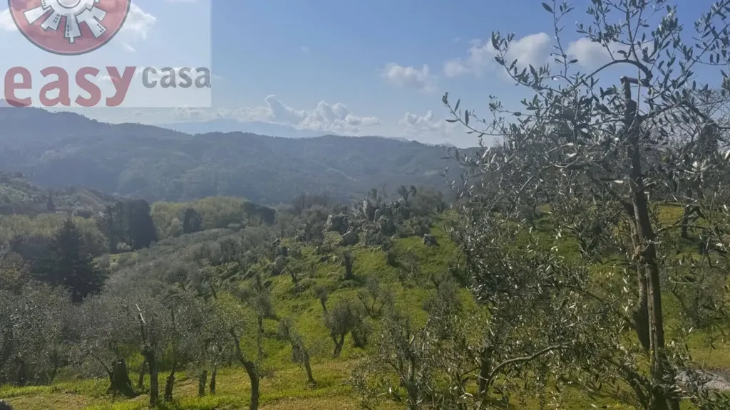 Jardin - Rustic Property with Olive Grove in Lucca