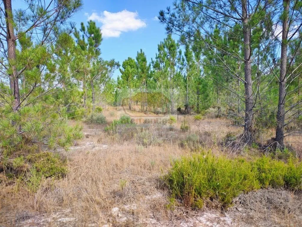 Jardin - Buildable Land with Pool Potential in Grândola