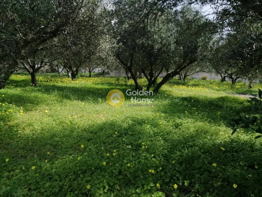 Aed - Agricultural Plot with Olive Trees in Temenos Centre