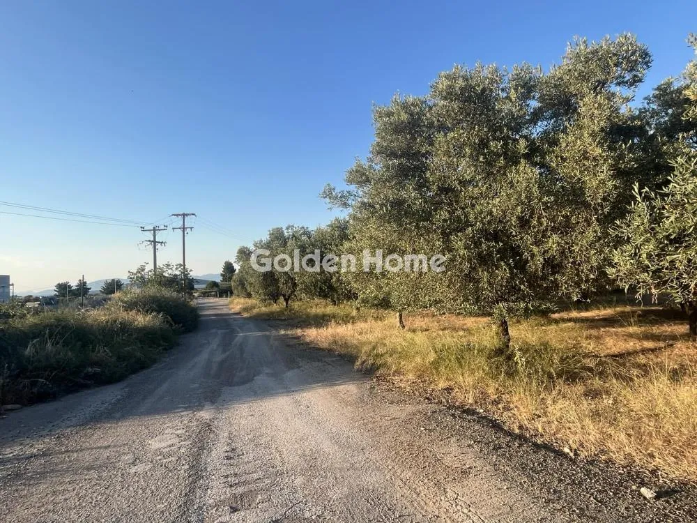 Giardino - Commercial Plot with Olive Trees in Traganá
