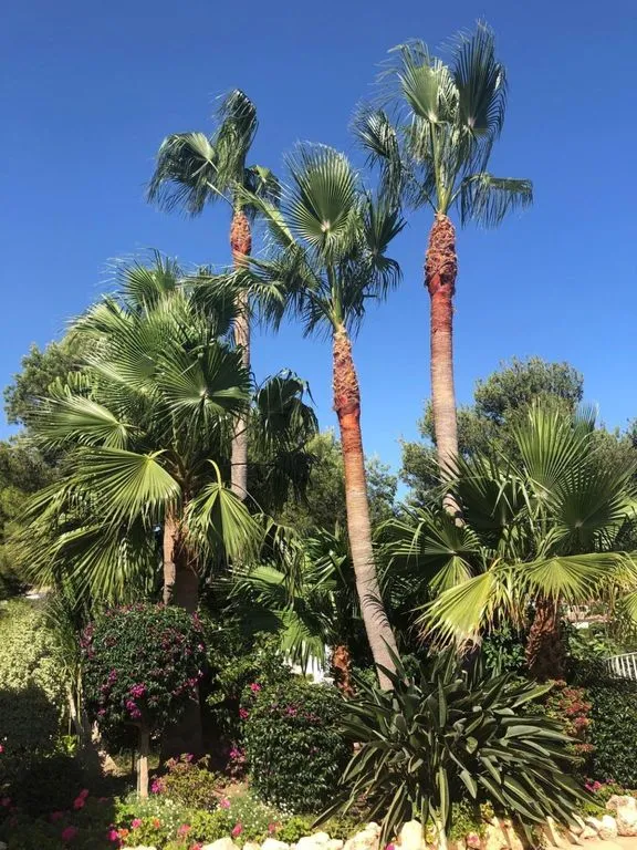 Jardin - Luxury Villa with Sea View in Benahavís