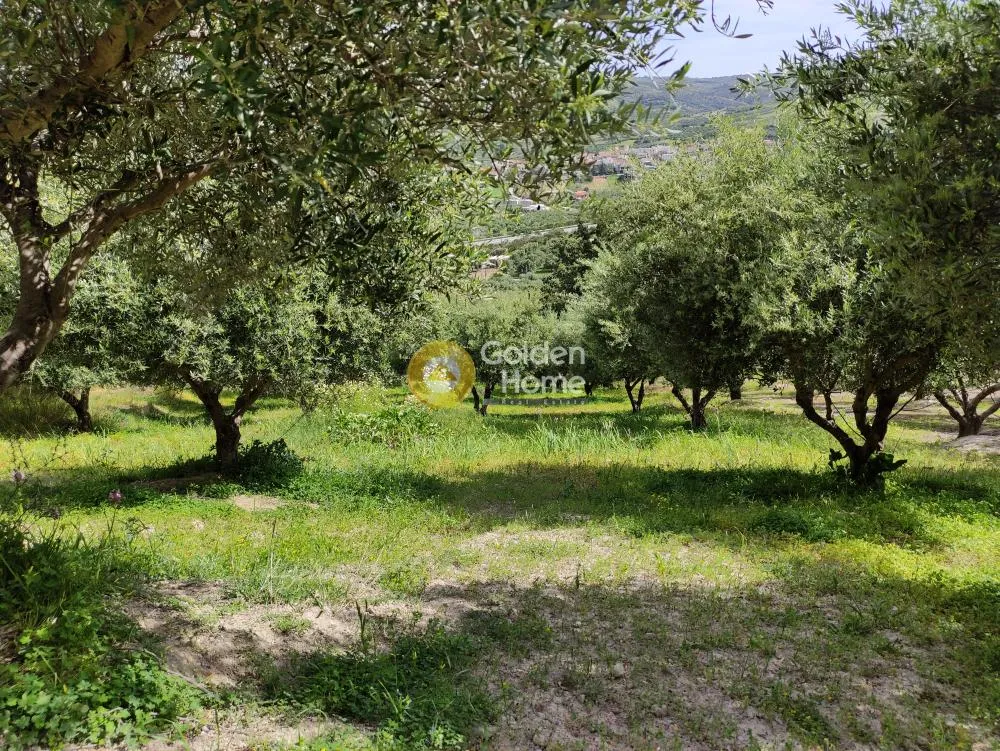 Jardin - Buildable Plot with Olive Trees in Kerasia