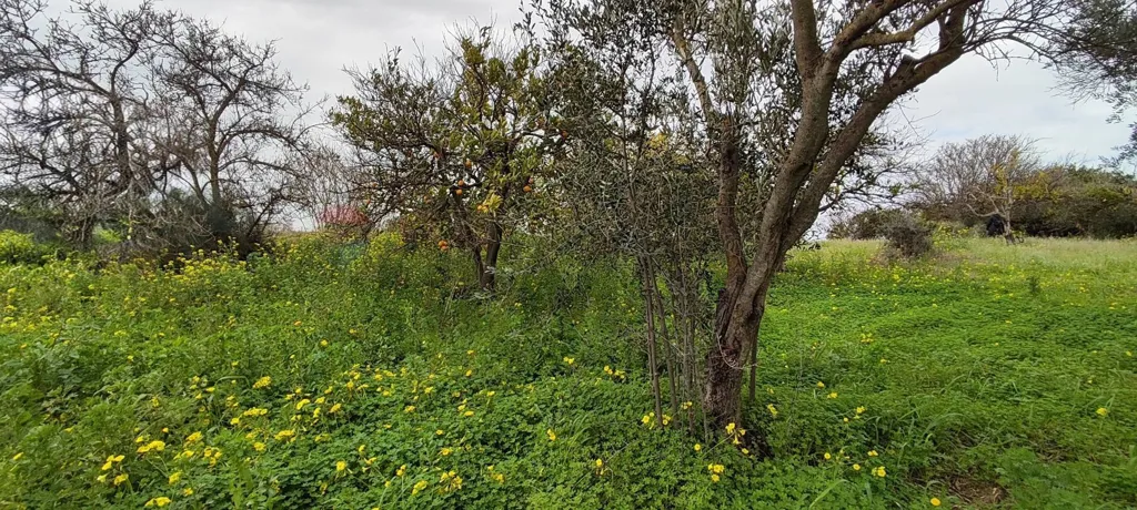 Jardin - Agricultural Plot with Olive Trees in Grammichele