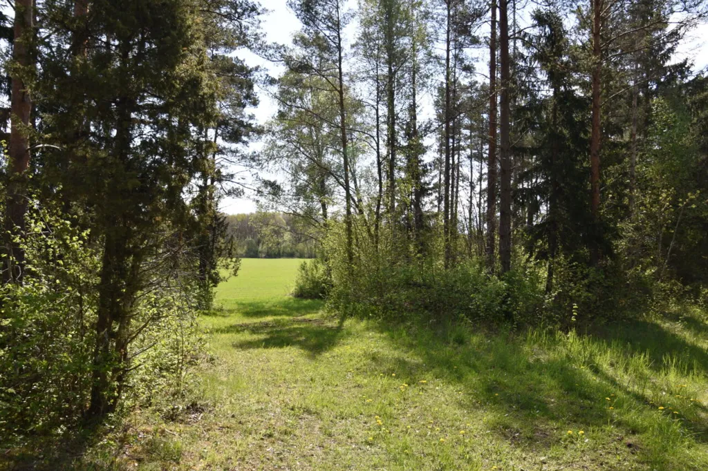 Jardin - Forested Land with Access Road in Väike-Võhma, Saaremaa