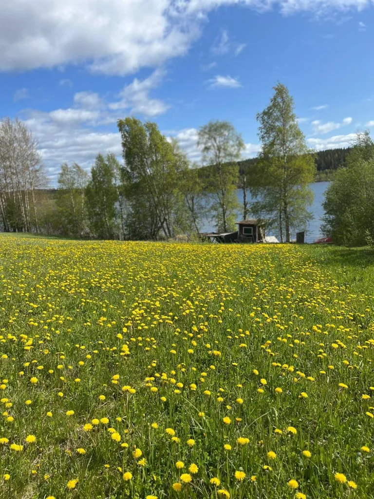Garden - Year-Round Cottage with Boat Access in Binnäset