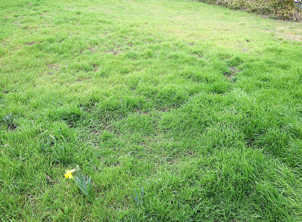 Jardin - Terrain Constructible avec Piscine à Chambœuf