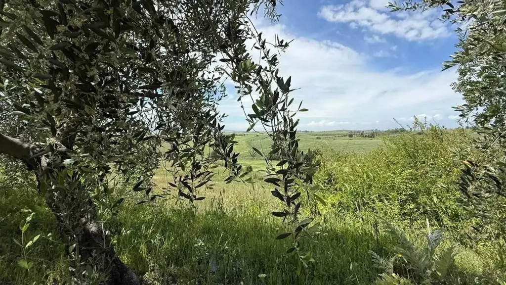 Aed - Rustic Property with Panoramic Views in Santa Luce
