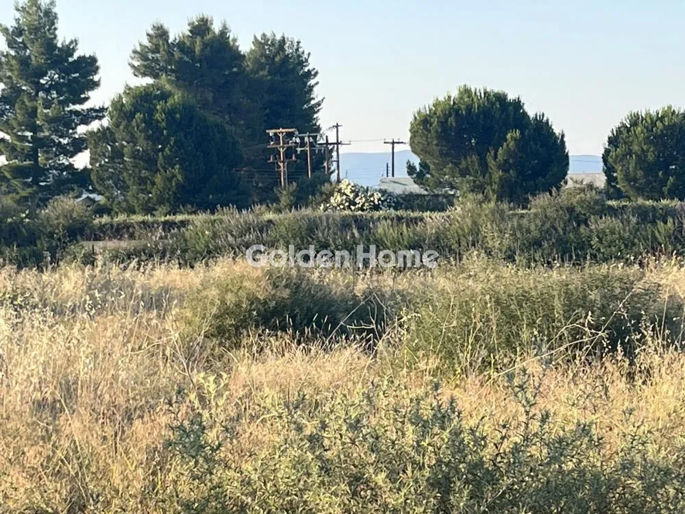 Giardino - Commercial Plot with Olive Trees in Traganá