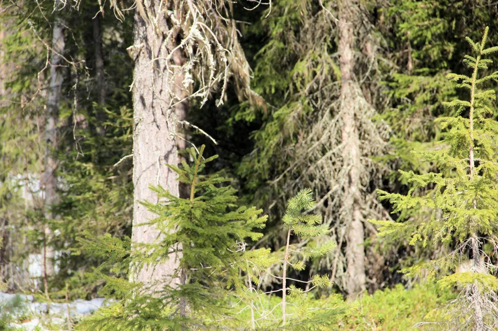 Forest Farm with Hunting in Kangos