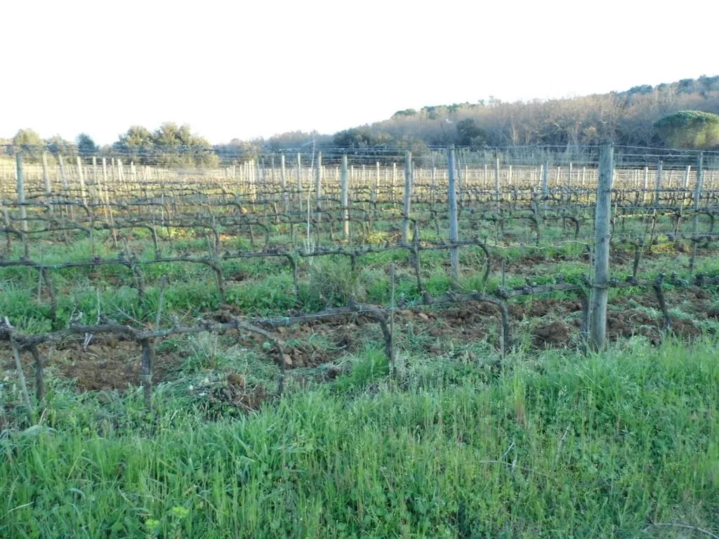 Garden - Vineyard Estate with Olive Grove in Suvereto