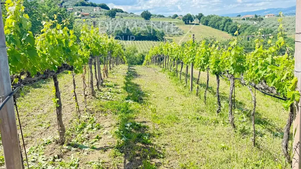 Aed - Rustic Farmhouse with Vineyard in Montefalco