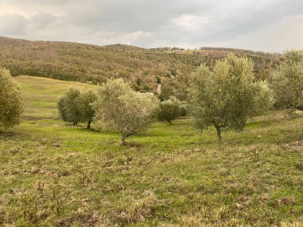 Garden - Vineyard Estate with Olive Grove in Suvereto
