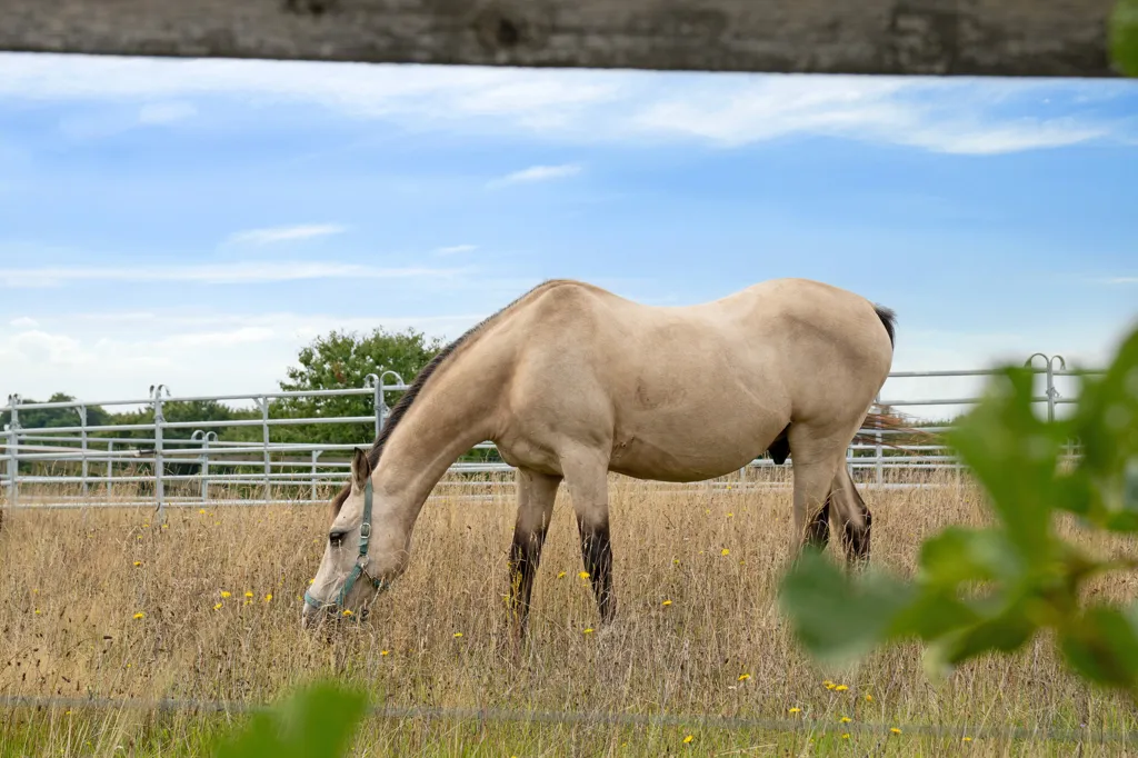 Aed - Villa with Equestrian Facilities in Hillerød