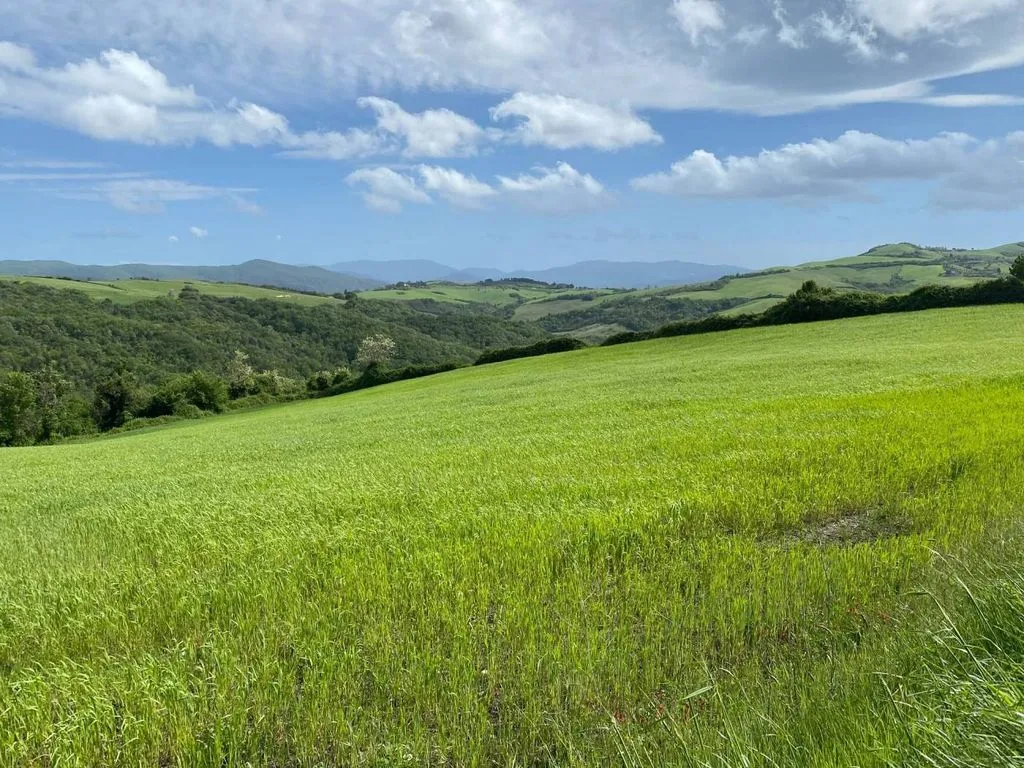 Garden - Vineyard Estate with Olive Grove in Suvereto