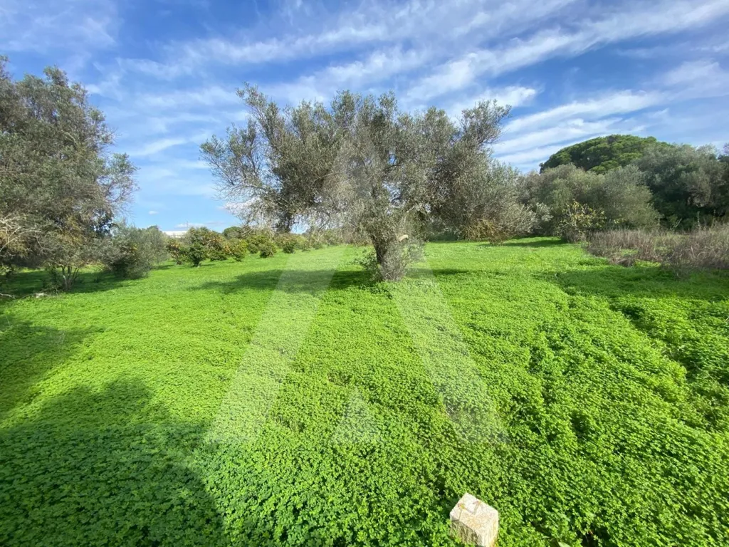 Aed - Rustic Plot with Fruit Trees in Almancil