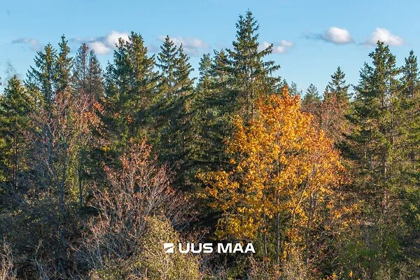 Jardin - Terrain à Lääne-Harju vald