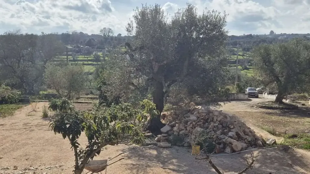 Aed - Rustic Trullo to Renovate in Ostuni
