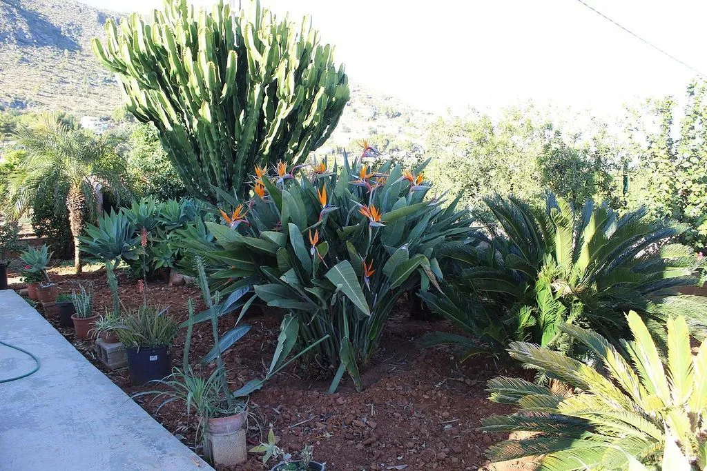 garden
