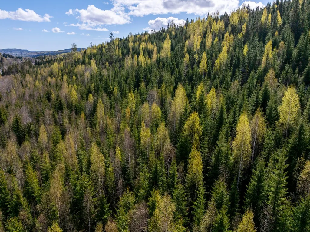 Unbuilt Land with Forest in Sundsvall