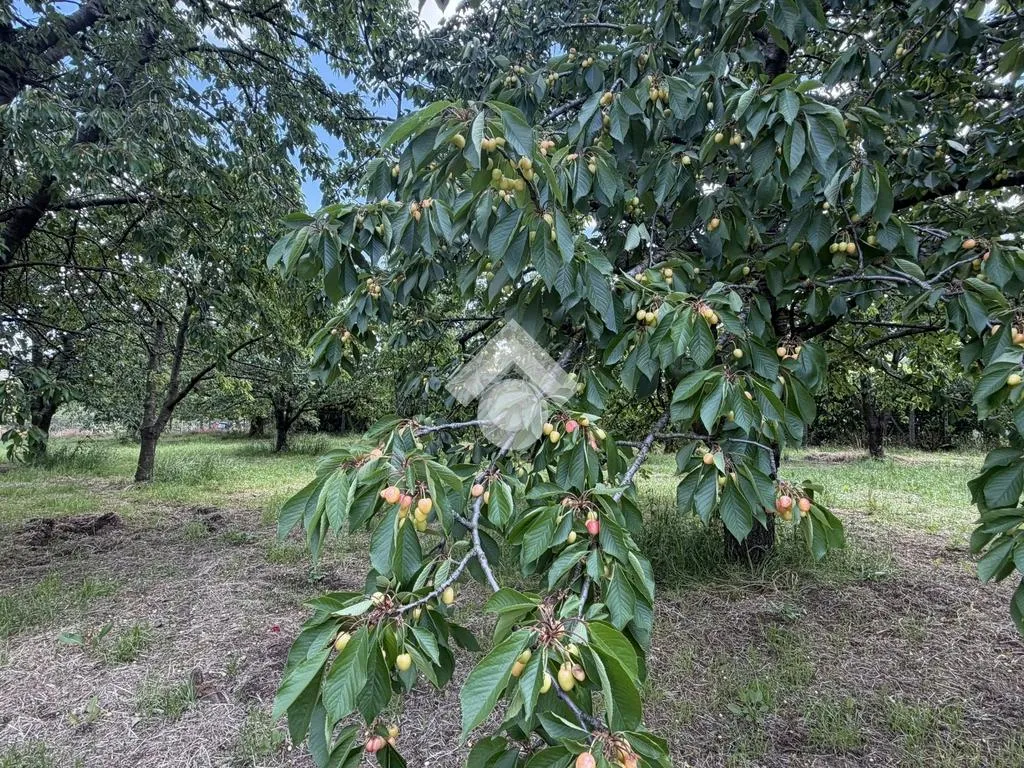 Jardin - Agricultural Land with Cherry Trees in Cervinara