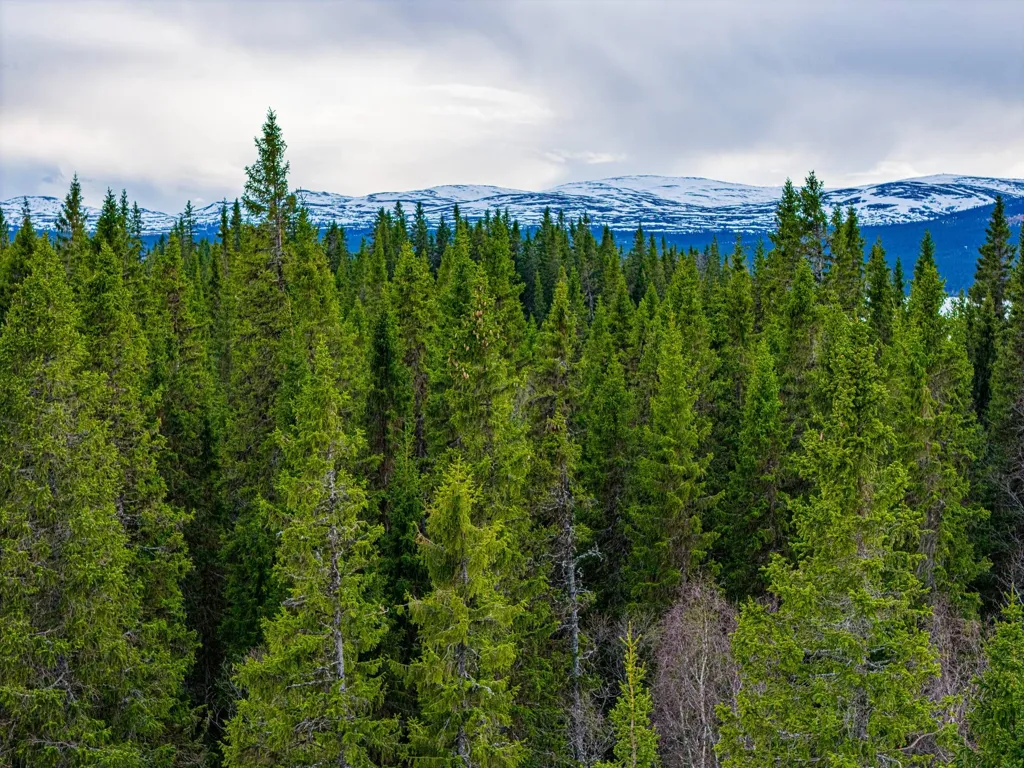 Forest Property with Lake View in Vassnäs