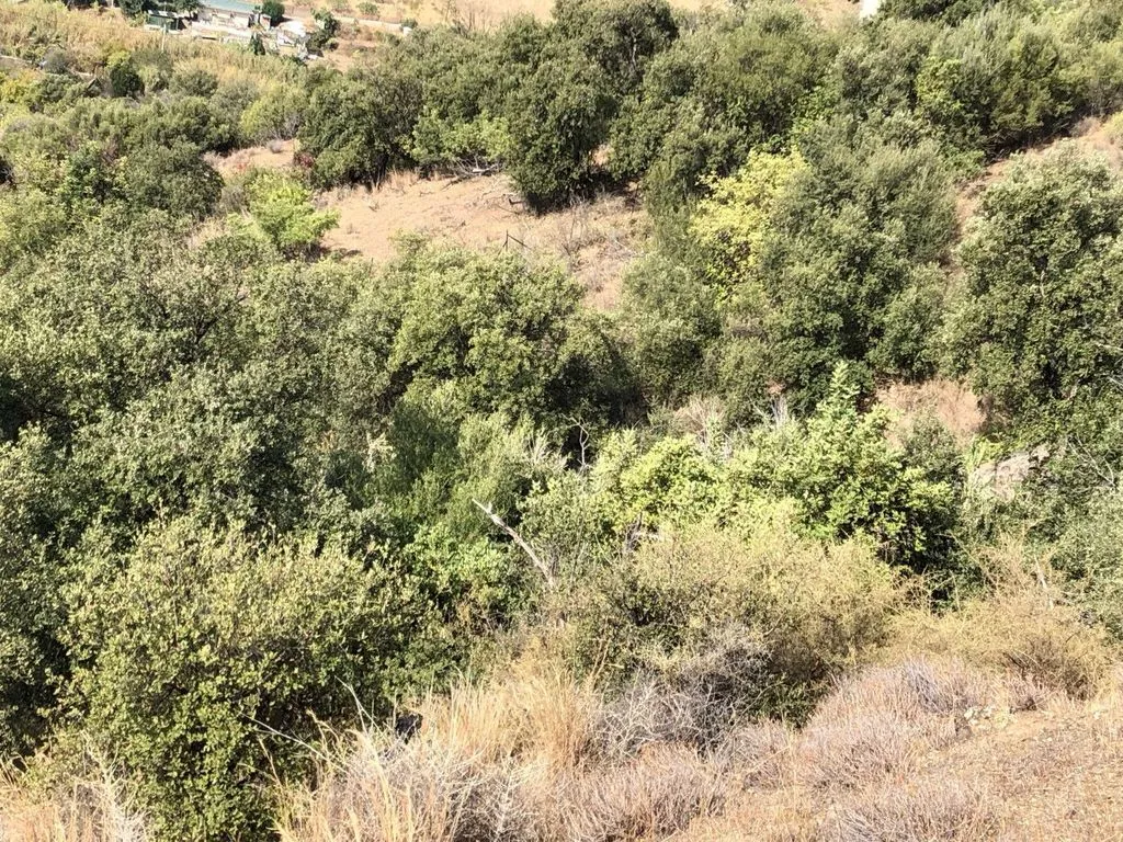 Jardin - Rustic Plot with Fruit Trees in Estepona