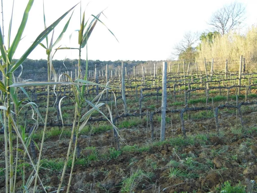 Garden - Vineyard Estate with Olive Grove in Suvereto