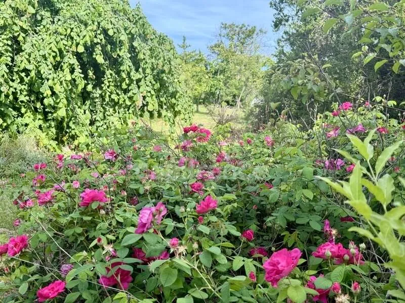 Jardin - Propriété de Caractère avec Parc à Limoux