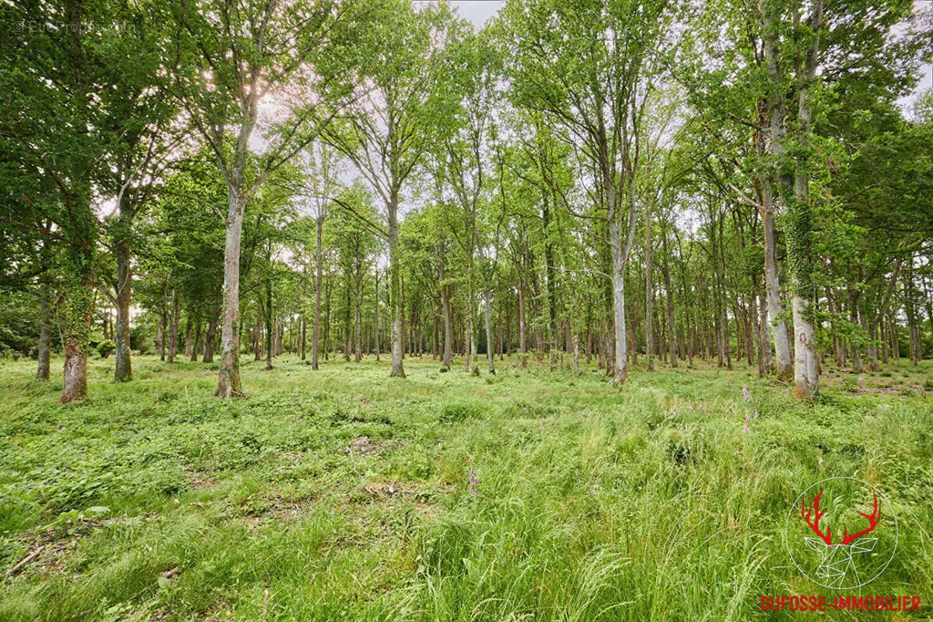 Aed - Chaumière with Forest in Private Domain