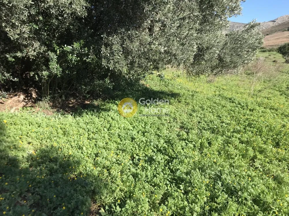 Aed - Plot with Sea View in Synteria, Keratea