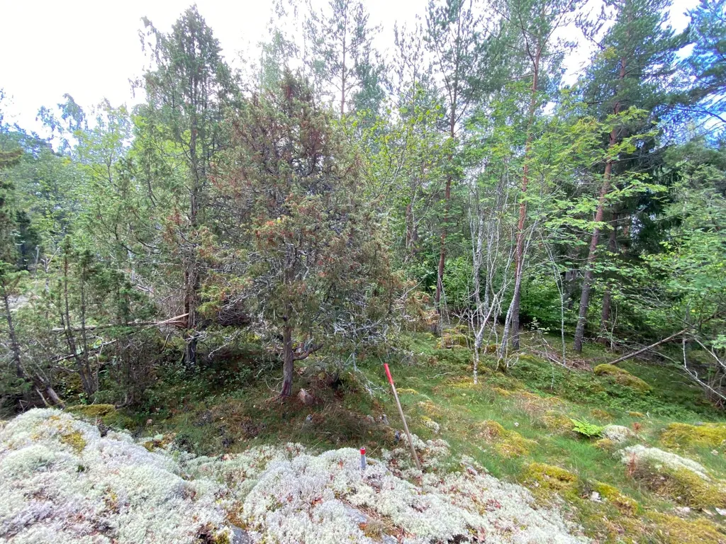 Aed - Maa asukohas Grisslehamn