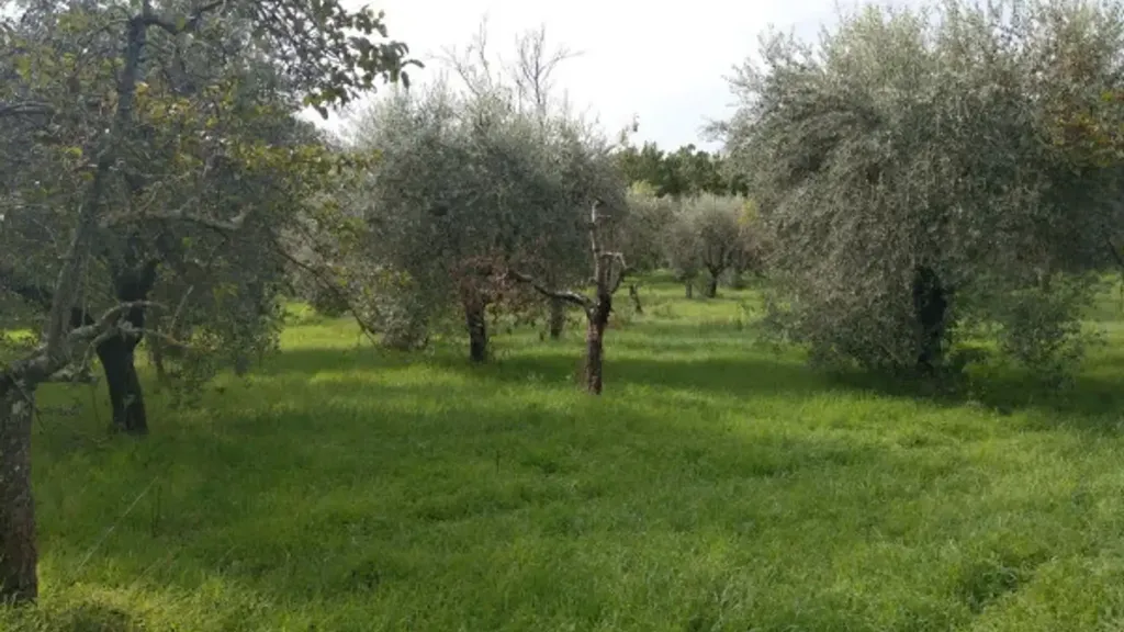 Jardin - Rustic Casale with Olive Grove in Castel Madama