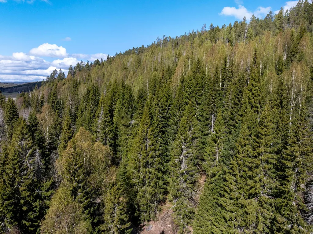 Unbuilt Land with Forest in Sundsvall