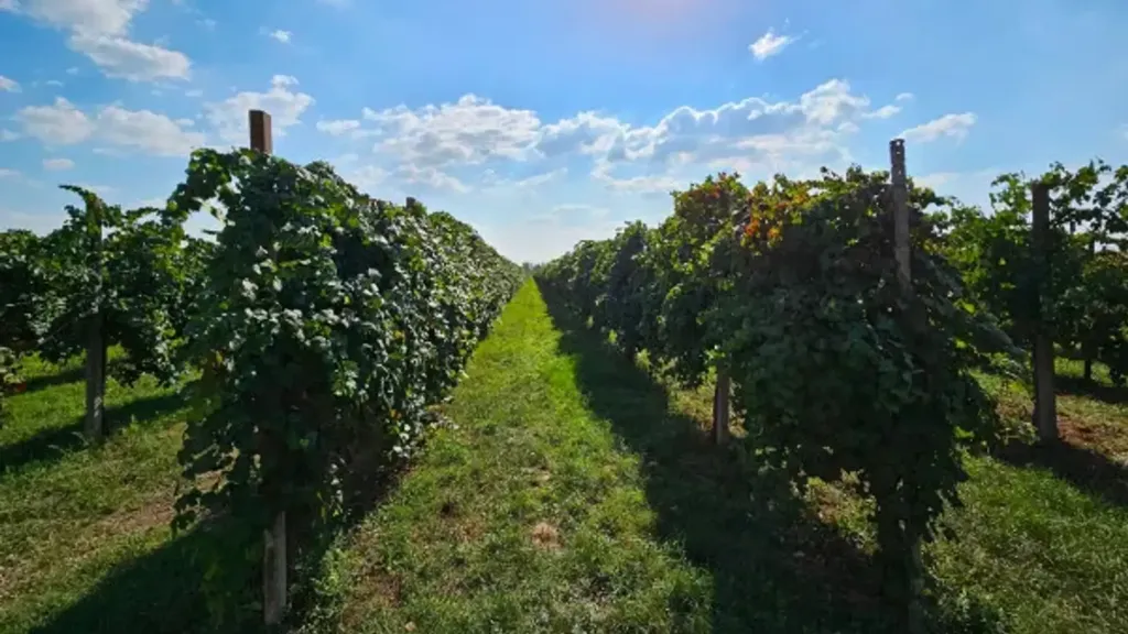 Jardin - Colonial Farmhouse with Vineyard in Soliera