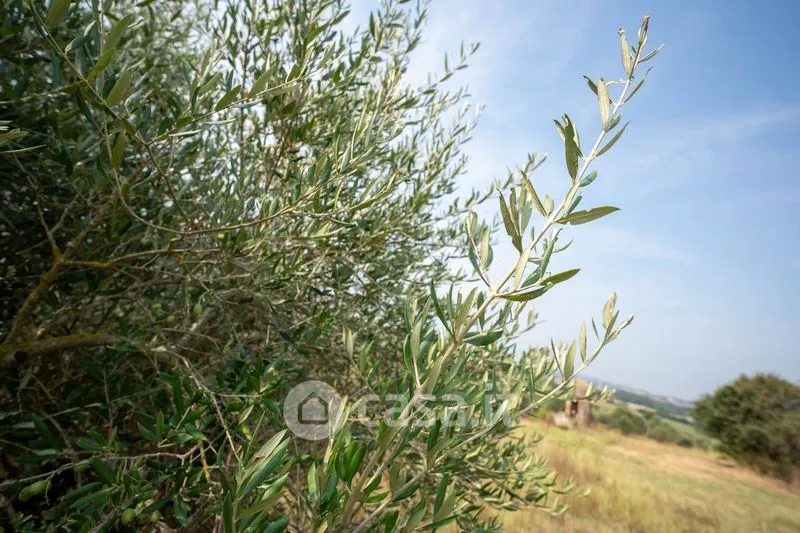 Aed - Rustic Casale with Olive Grove in Occimiano