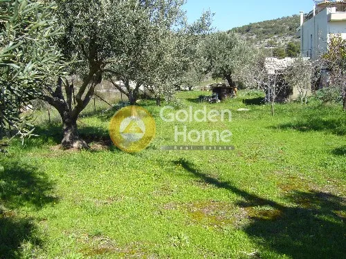 Aed - Agricultural Plot with Olive Trees in Korythio