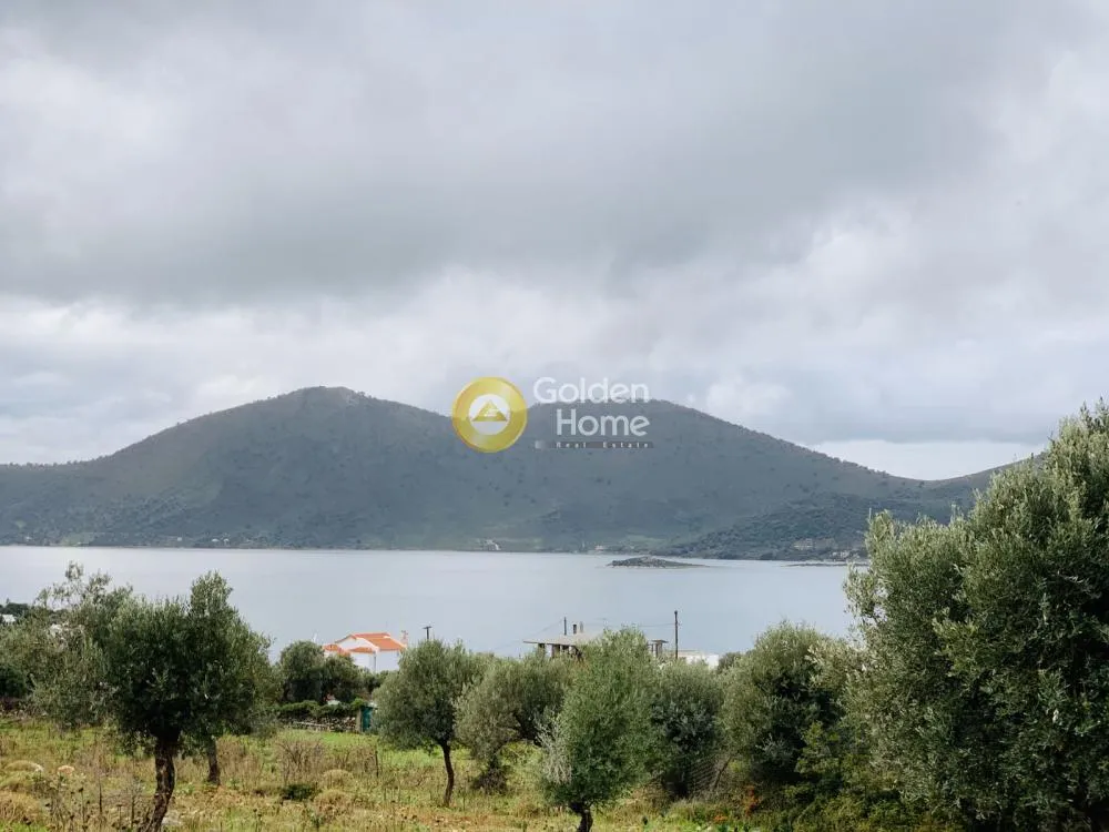 Aed - Panoramic Plot with Olive Trees in Almyropotamos