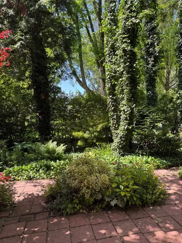 Garden - Apartment with Garden in Amsterdam