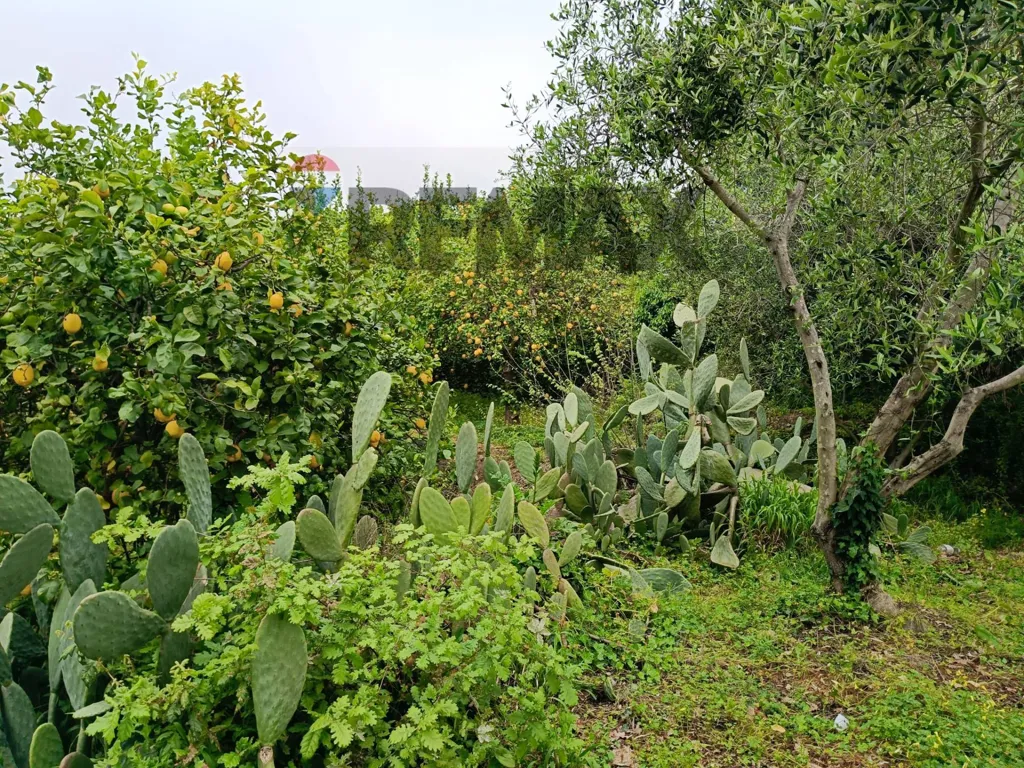 Jardin - Agricultural Estate with Lemon Grove in Mascali