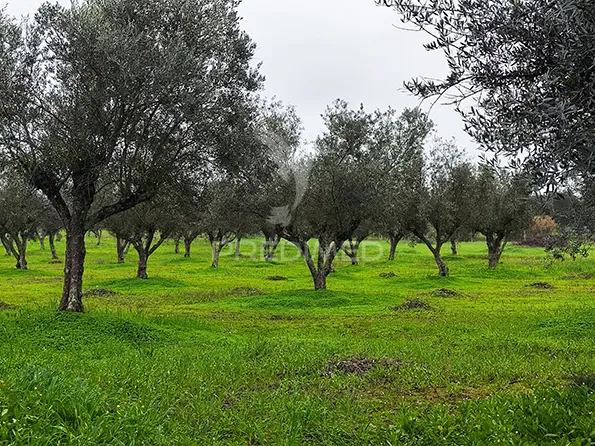 Jardin - Remodelled Quinta with Olive Grove in Avis