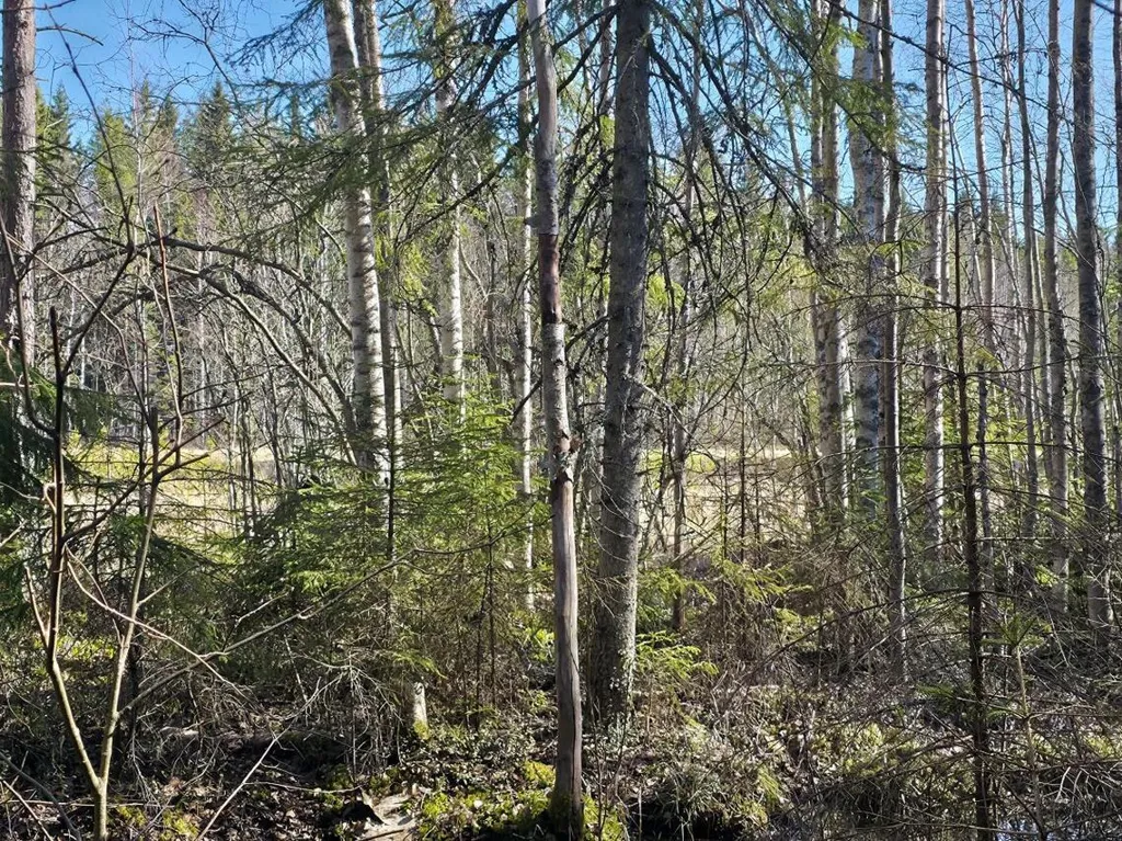 Bien à Ylöjärvi