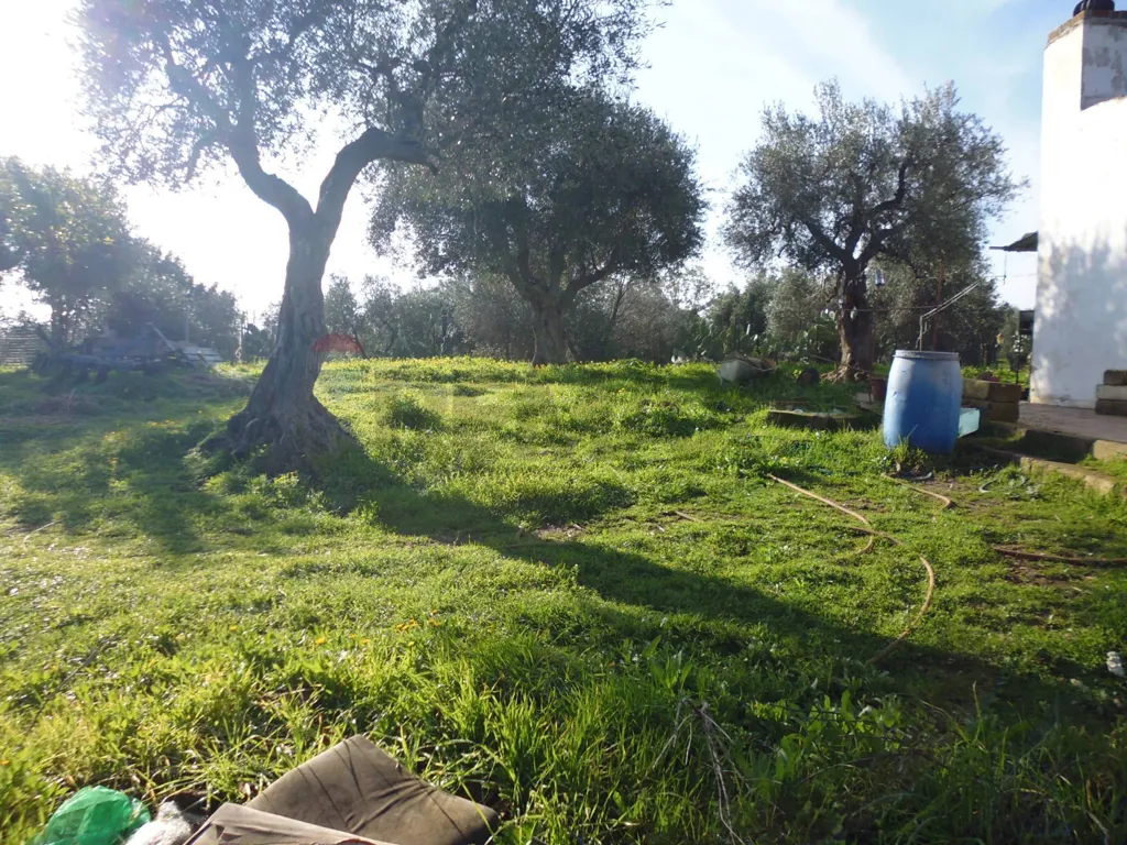 Jardin - Agricultural Land with Olive Trees in Pisticci