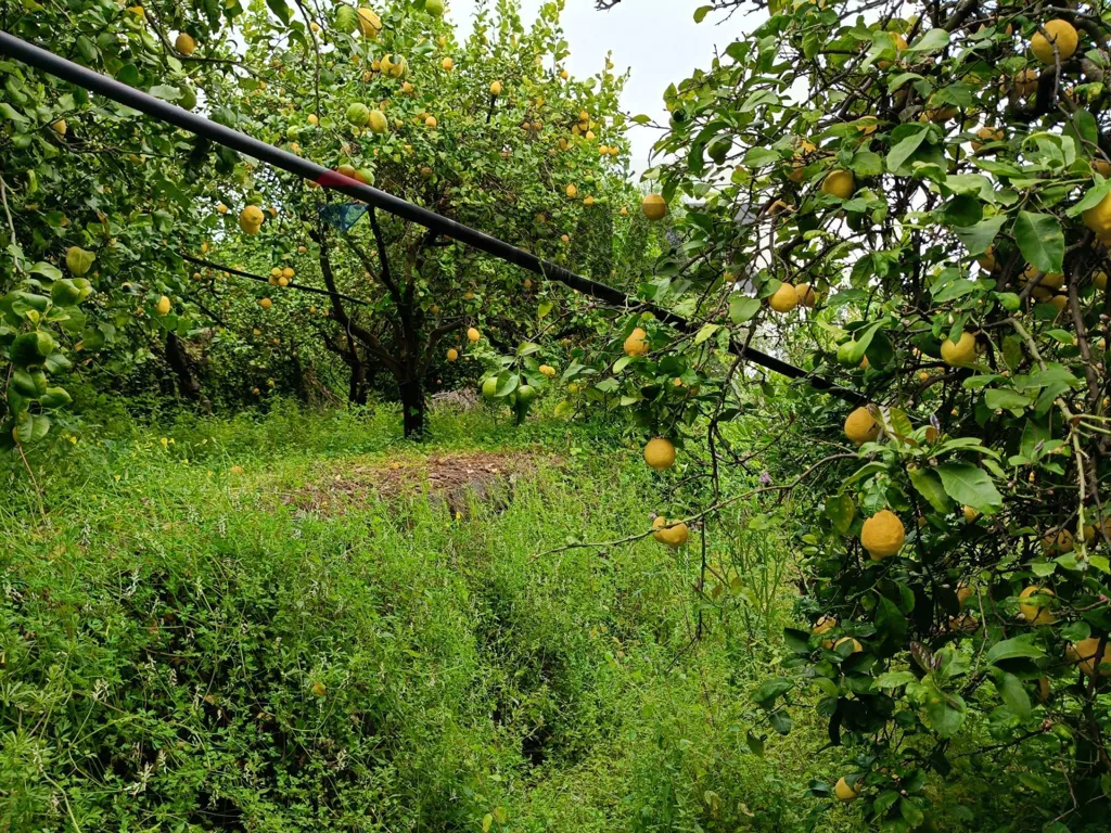 Jardin - Agricultural Estate with Lemon Grove in Mascali