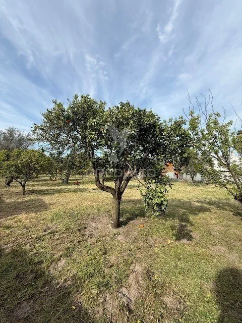 Jardin - Detached House with Fruit Trees in Água Derramada