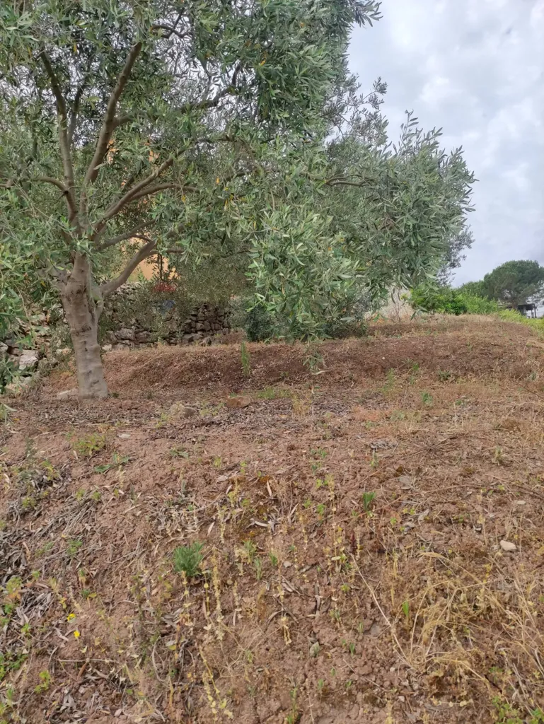Aed - Agricultural Land with Olive Trees in Bagheria