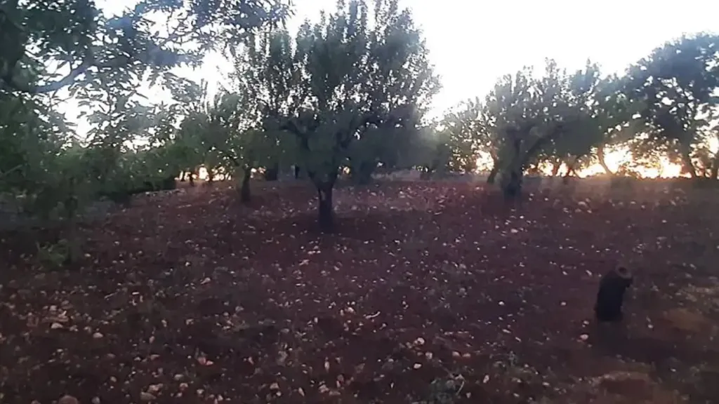 Aed - Traditional Home with Olive Trees in Ostuni