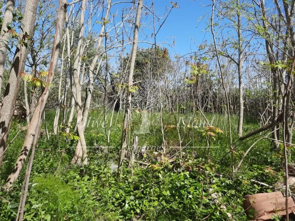 Jardin - 18th Century Manor for Restoration in Binissalem