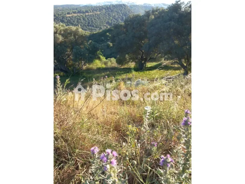 Jardin - Rustic Finca with Olive Trees in Vejer de La Frontera